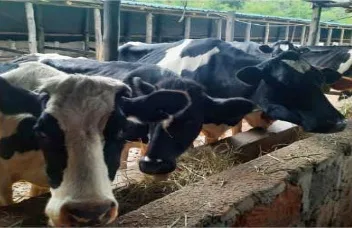Zero Graze Farm cattle