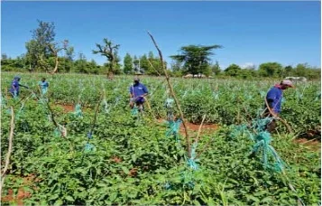Zero Graze Farm crops